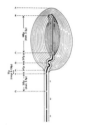 Diagram of a Pacinian corpuscle.