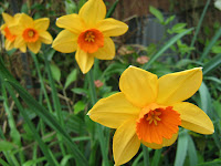 Narcissus 'Falconet'