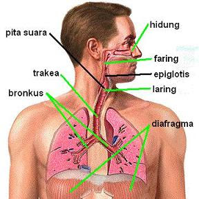 My interest :P: Sistem Pernapasan Manusia ^^