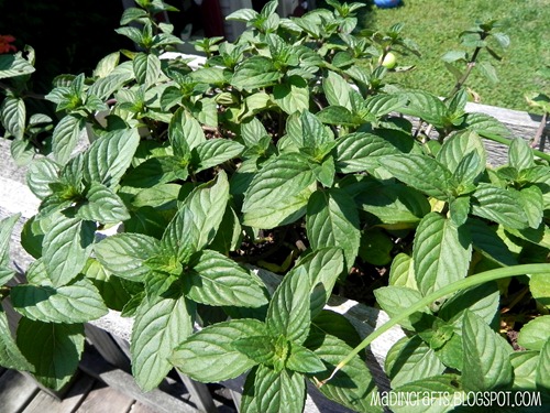 chocolate mint