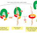 DNA Replication : The Regulated Sliding Clamp