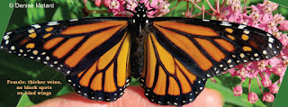 Female Monarch butterfly - © Denise Motard