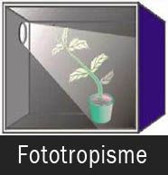 Gerak Fototropisme