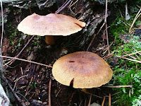 Cortinarius purpureus