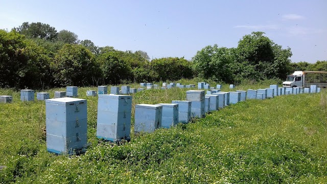 Σημαντικό ΝΕΟ για τις ανθοφορίες... Να το ξέρουν όλοι οι μελισσοκόμοι