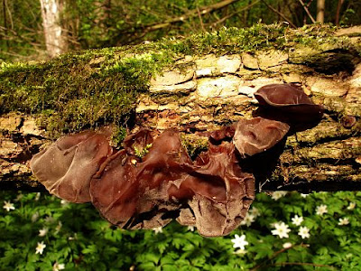 Uszak bzowy Auricularia auricula-judae