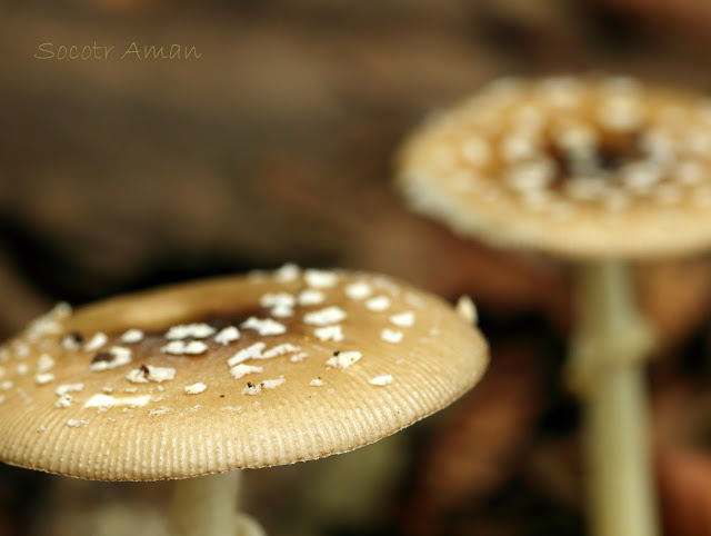 Amanita pantherina