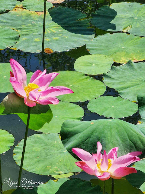 Taman Tasik Taiping - Taiping Lake Gardens