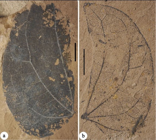 http://sciencythoughts.blogspot.co.uk/2014/05/fossil-legumes-from-oligocene-of.html