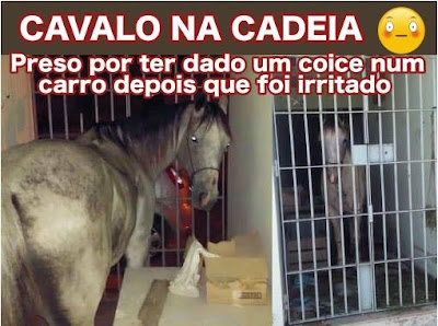 Resultado de imagem para Não é piada… Cavalo dá coice em carro e é preso em Sergipe