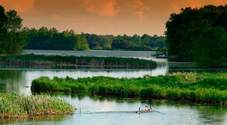 Por siglos los humedales y pantanos fueron vistos como fuente de pestilencia, enfermedad y malos espíritus, sin embargo son vitales para el mantenimiento de el equilibrio de fuentes de agua, a demás de mantener a una gran biodiversidad.