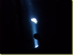 Squid Illuminated