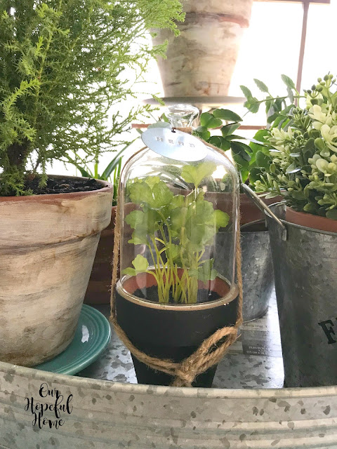 galvanized tray plant herb cloche clay pot