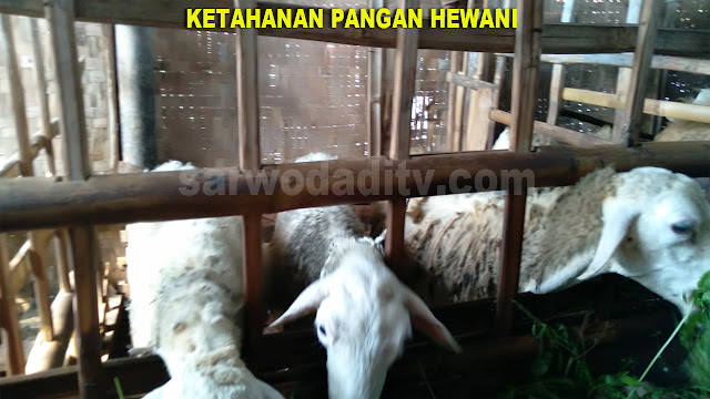 Ketahanan Pangan Hewani