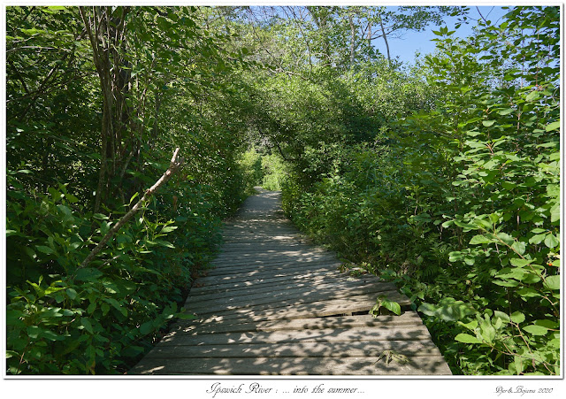 Ipswich River: ... into the summer...