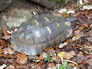 Tortue de Weissinger - Testudo weissingeri - Testudo marginata weissingeri