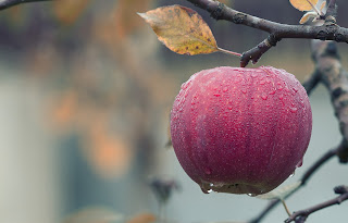 dark red rain watered apple standing on tree on apple tree branch