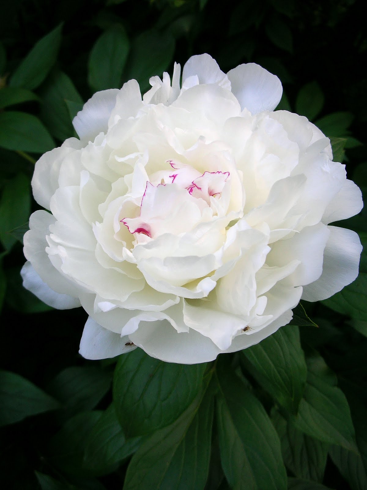 Growing Peonies