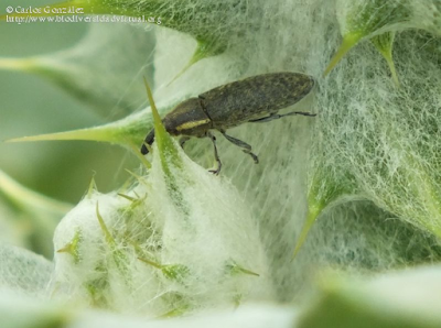 http://www.biodiversidadvirtual.org/insectarium/Lixus-cardui-img695331.html