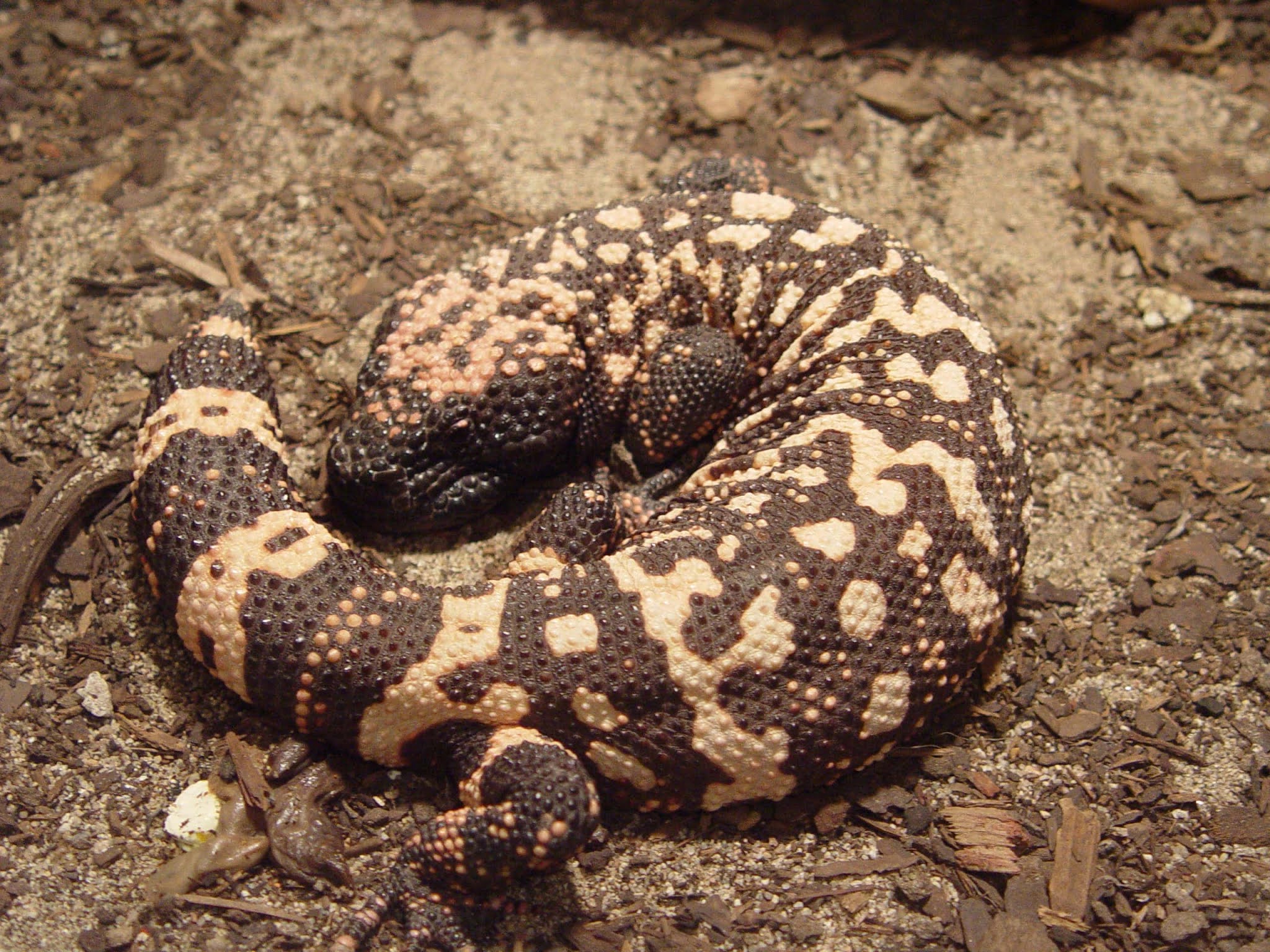 About Gila Monster, North America Native Venomous Lizard