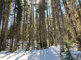 Sunlight filtering through a stand of tall thin evergreen trees. The shadows leave stripes on the snow in the foreground.