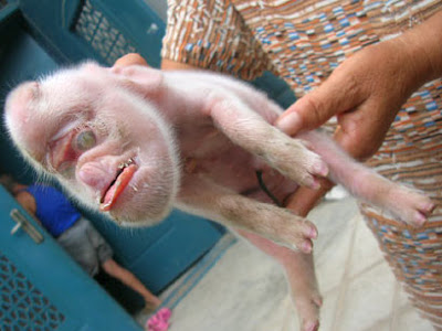 Monkey Pig