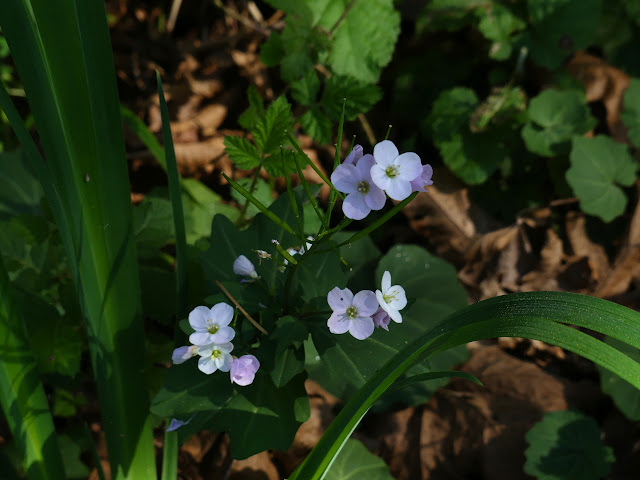 fainly purple flowers