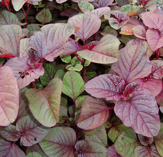 Manfaat dan Khasiat Bayam (Amaranthus Tricolor L)