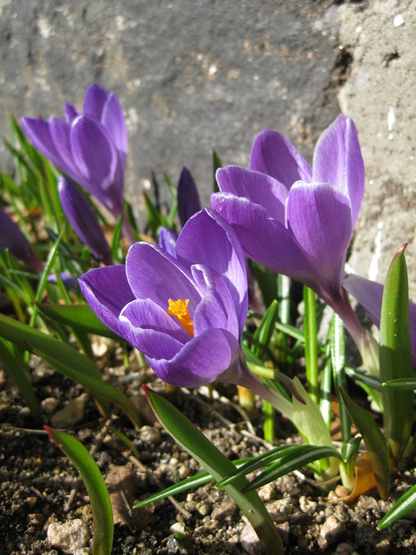 2010-03-29 Vårblomster i sola (2)