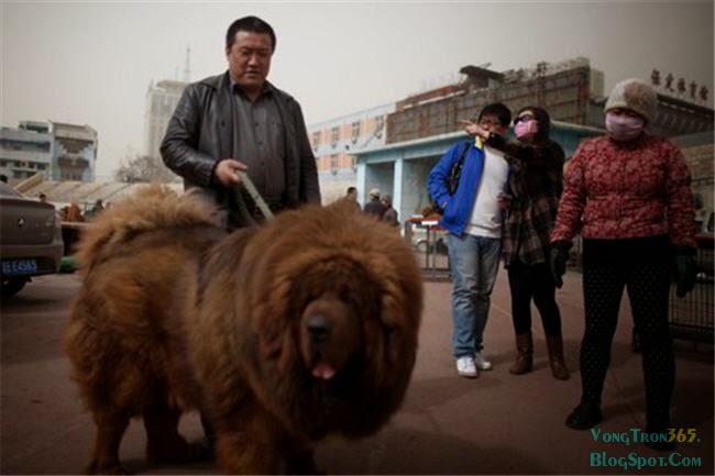 Chó Ngao Tây Tạng và chủ nhân 2
