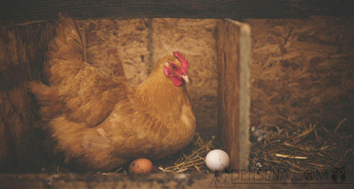 Debat Telur atau Ayam Duluan Akhirnya Selesai: Ini Jawaban Ilmiahnya
