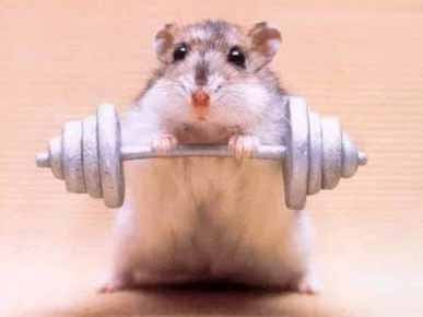 fit mouse, health concious mouse, funny photos, funny mouse pictures