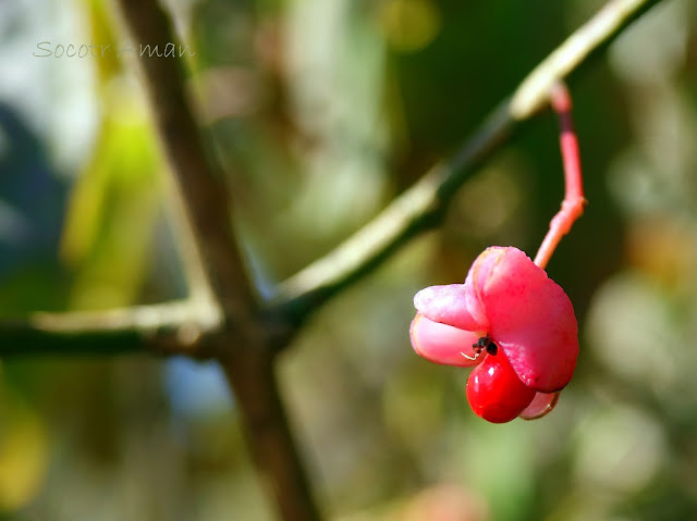 Euonymus hamiltonianus