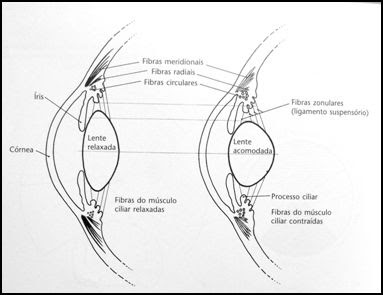 acomodacao lente