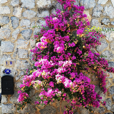 Begonvil-Ege-Akdeniz-Çiçeği