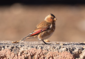 African Crimson-winged Finch - Oukaïmeden, Morocco