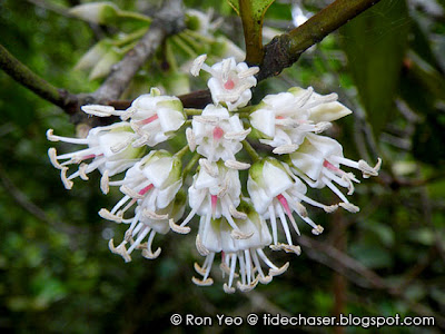 Kacang-kacang (Aegiceras corniculatum)