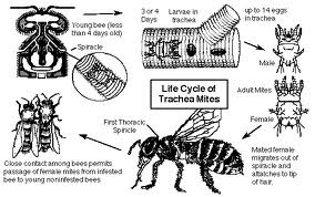 honeybees