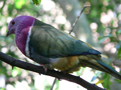 Foto Burung Walik kepala-ungu