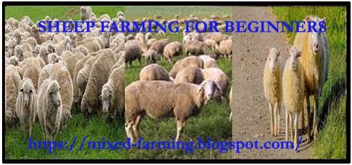 SHEEP FARMING FOR BEGINNERS