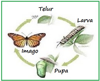 Proses Metamorphosis  Pada Kupu  kupu  Dangstars 