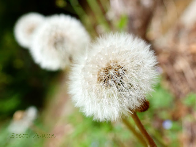 Taraxacum