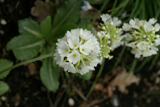 Primula denticulata 'Alba'