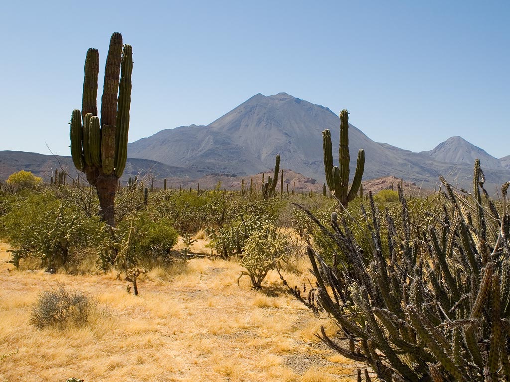 Pokok Kaktus  nama saintifik ciri ciri khas perubatan 