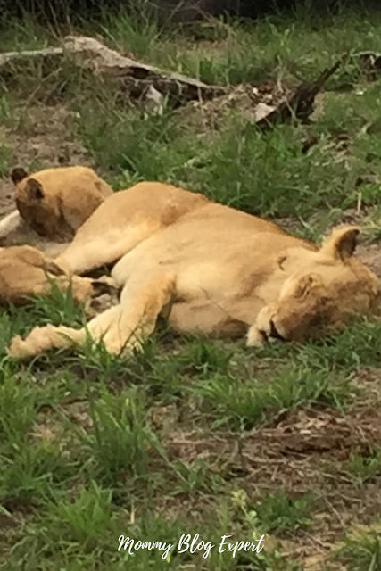 Lioness and Cub in Wild Africa