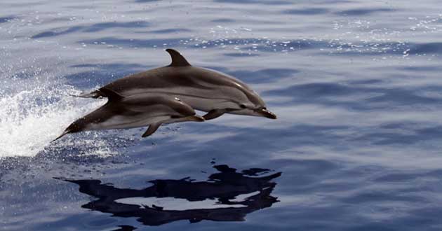 Striped Dolphin