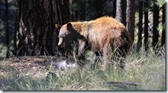 Black Bear