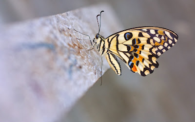 lime-butterfly-close-up-wallpaper-2560x1600