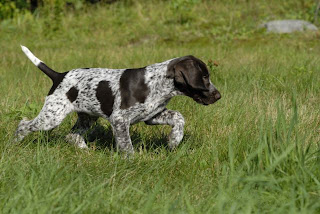 Pointer Puppies Picture