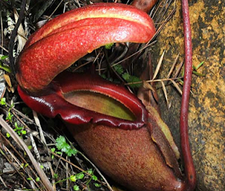 Misteri kritpobotani dan Pohon Aneh Pemangsa Manusia